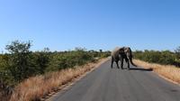 Un éléphant traverse une route du parc national Kruger, en Afrique du Sud, le 22 juin 2010 [Francois Xavier Marit / AFP/Archives]