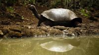 Une tortue géante aux Galapagos, photographiée en 2009 [Pablo Cozzaglio / AFP/Archives]