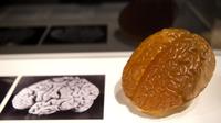Une photo et une reproduction du cerveau d'Albert Einstein présentés lors d'une exposition à Londres en mars 2012 