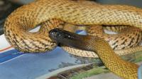 Vingt espèces de serpents parmi les 25 les plus venimeuses au monde vivent en Australie.