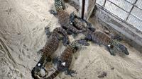 Sept dragons de Komodo sont nés en Indonésie.