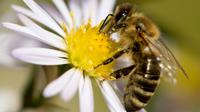 L'association Générations Futures a bataillé à Nice pour obtenir du tribunal administratif le gel de l'autorisation de vente de deux nouveaux pesticides en raison des risques pour la santé des abeilles [Sven Hoppe / dpa/AFP/Archives]