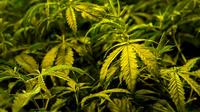 L'Uruguay deviendra en juillet le premier pays au monde à vendre en pharmacies du cannabis produit sous contrôle de l'Etat et pour un usage récréatif [Fabrice COFFRINI / AFP/Archives]