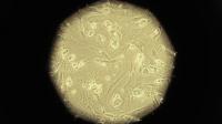 Des cellules souches embryonnaires sous l'oeil du microscope dans un laboratoire de Sao Paulo, au Brésil, le 5 mars 2008 [MAURICIO LIMA / AFP/Archives]