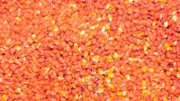 Une photo prise le 23 janvier 2012 montre des grains de maïs génétiquement modifiés MON 810 de Monsanto [Eric Cabanis / AFP/Archives]