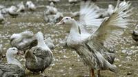 Des canards confinés dans une exploitation de Bourriot-Bergonce, dans les Landes, le 22 février 2017 [GEORGES GOBET / AFP/Archives]