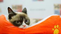 photo de Grumpy Cat prise le 15 juillet 2014 [Jemal Countess / GETTY IMAGES NORTH AMERICA/AFP/Archives]