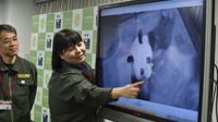 Une responsable du zoo d'Ueno à Tokyo, Mikako Kaneko (G) montre un bébé panda lors d'une conférence de presse le 12 juin 2017 [Kazuhiro NOGI / AFP]
