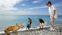 L'étude menée par des chercheurs britanniques indique que les chiens sont sensibles à l'attention des humains.