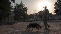 chien patrouilleur nigerian