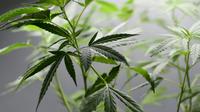 Le gouvernement uruguayen devrait annoncer "sous peu" la date de début de la vente de cannabis en pharmacies  [MIGUEL MEDINA / AFP]