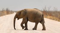 Le nombre de pachydermes de savane a baissé de 30 entre 2007 et 2014, en raison du braconnage, selon l organisation Great Elephant Census. 