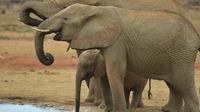 Eléphant au Sri Lanka
