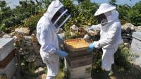 Des apiculteurs le 6 juillet 2012 à Ouessant [FRED TANNEAU / AFP/Archives]