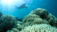 Sur les 520 récifs de corail observés, seuls quatre n'ont montré aucun signe de blanchissement. 