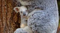 Le petit koala blanc, né en janvier à l'Australia Zoo, ne quitte pas sa mère Tia.