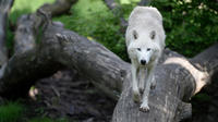Les loups les moins agressifs auraient vécu à la périphérie des humains chasseurs-cueilleurs jusqu'à être domestiqués en «chiens» au cours des migrations humaines. 