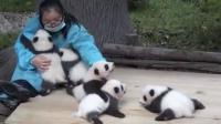 Le "panda-sitting" est rémunéré 29 300 euros par an.