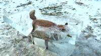 Pas de trucage sur cette photo d’un renard piégé dans un bloc de glace.