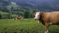 Pour remplacer les traditionnelles cloches, ces vaches sont désormais traçables par GPS.