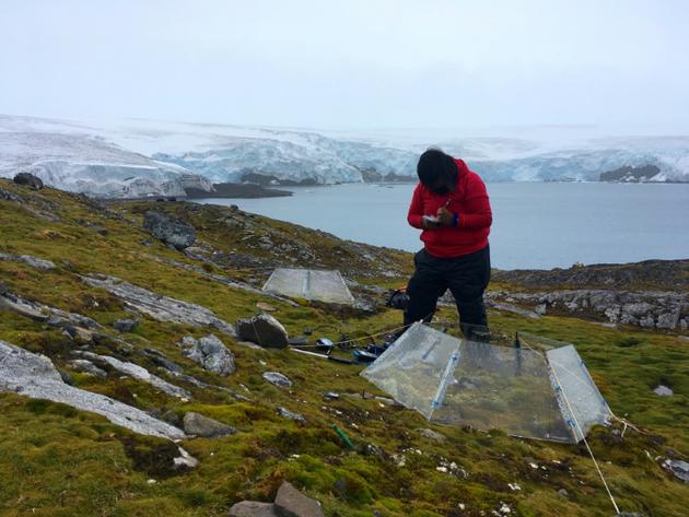Marisol Pizarro, docteure en biotechnologie de l'Université de Santiago du Chili, étudie les réactions des plantes aux variations de températures, le 2 février 2018 sur l'île du Roi-George, en Antarctique [Mathilde BELLENGER / AFP]