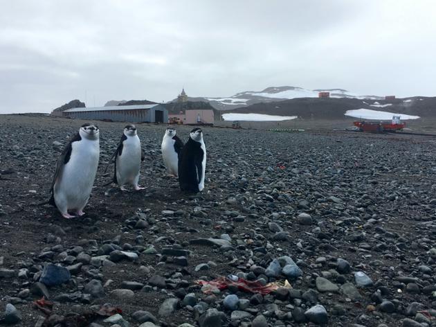 Des pingouins Chinstrap près d'une station scientifique, le 2 février 2018 sur l'île du Roi-George, en Antarctique [Mathilde BELLENGER / AFP]