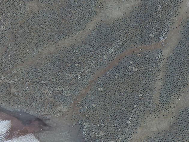 Photo aérienne non datée fournie le 2 mars 2018 montrant une colonie de manchots Adélie en Antarctique [Thomas Sayre-McCord / WHOI/MIT/AFP]