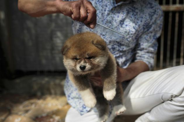 Un chien Akira âgé d'un mois, le 3 avril 2018 à Takasaki, au Japon [Behrouz MEHRI / AFP]
