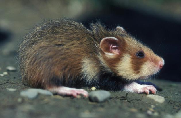 Un grand hamster d'Alsace  [GERARD BAUMGART / AFP/Archives]