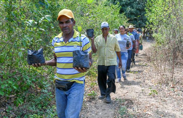 Des fermiers transportent des boutures de guaimaro pour les planter, le 28 février 2018 à Dibulla, en Colobmie [Luis ACOSTA / AFP]