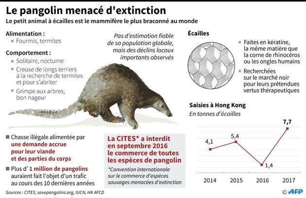 Les pangolins en danger d'extinction [AFP  / AFP]