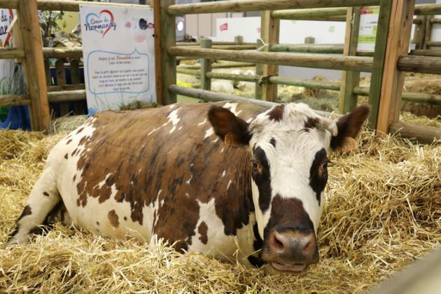 Une vache dans son enclos au salon de l'Agriculture le 24 février 2018 à Paris [ludovic MARIN / POOL/AFP]