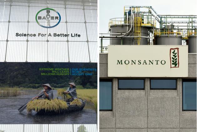 Le groupe Monsanto, producteur d'OGM est en cours de fusion avec le géant allemand Bayer [Roberto PFEIL, JOHN THYS / AFP/Archives]