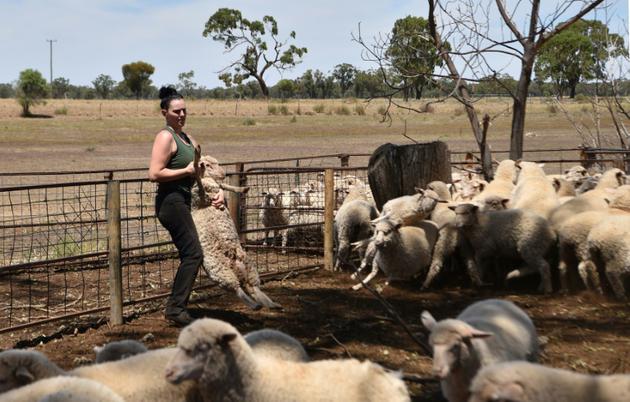 Emma Billet attrape un mouton pour le tondre, le 21 février 2018 à Trangie, en Australie [PETER PARKS / AFP]