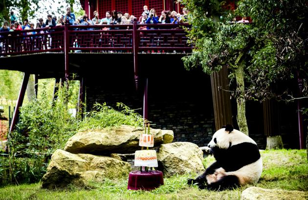 Des visiteurs du zoo de Rhenen aux Pays-Bas observent un panda manger un gâteau glacé, le 8 août 2017 [Remko DE WAAL / ANP/AFP]