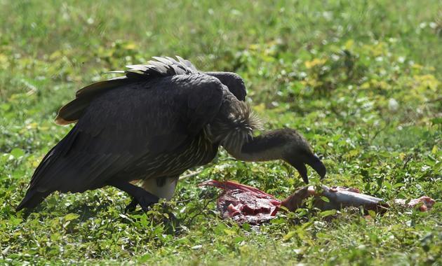Un vautour mange de la viande dans l'enclos de la forêt de Changa Manga au Pakistan, le 20 septembre 2017 [ARIF ALI / AFP]