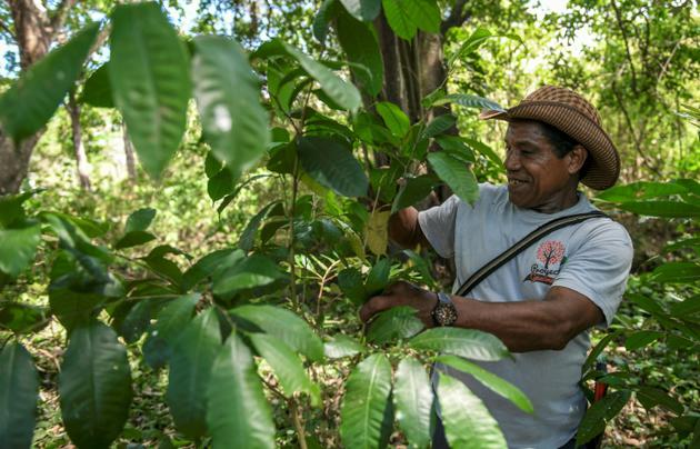 Un fermier travaille dans une plantation de guaimaro, le 28 février 2018 à Dibulla, en Colombie [Luis ACOSTA / AFP]
