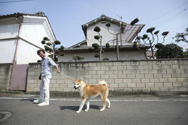 L'éleveur Osamu Yamaguchi promène l'un de ses chiens Akita à Takasaki, au Japon, le 3 avril 2018 [Behrouz MEHRI / AFP]