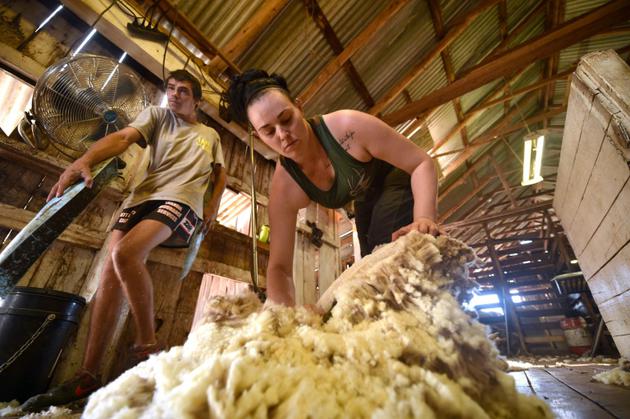Emma Billet procède à la tonte d'un mouton, le 21 février 2018 à Trangie, en Australie [PETER PARKS / AFP]