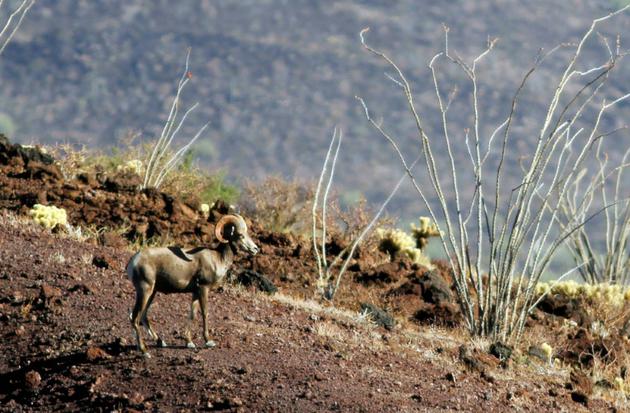 Photo fournie par la réserve de la biosphère de Pinacate et du désert d'Altar d'un mouflon, le 12 juillet 2016, près de la frontière entre le Mexique et les Etats-Unis [MIGUEL ANGEL GRAGEDA / AFP]