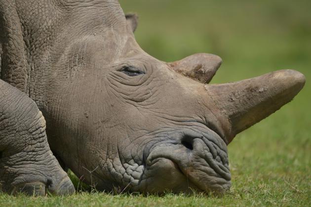 La vente de cornes de rhinocéros comme remède au cancer a contribué à décimer les populations [Tony KARUMBA / AFP/Archives]