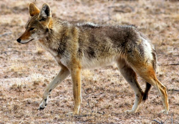Photo fournie par la réserve de la biosphère de Pinacate et du désert d'Altar d'un coyote, le 31 mars 2016, près de la frontière entre le Mexique et les Etats-Unis [Miguel Angel Grageda / AFP]
