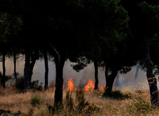 Un incendie a atteint le parc naturel de Doñana dans le sud de l'Espagne, le 25 juin 2017 près de Mazagon [CRISTINA QUICLER                     / AFP]