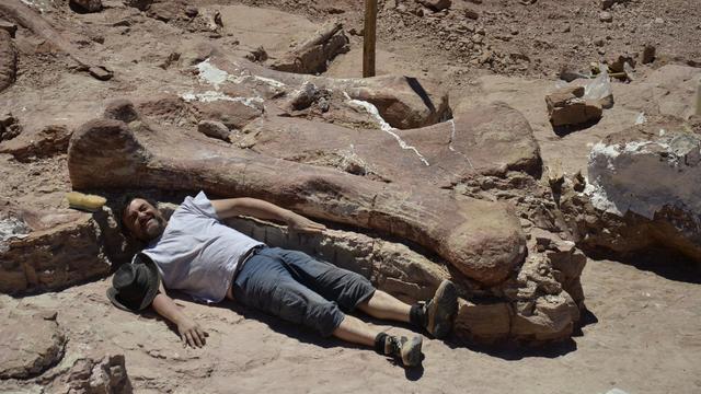 Photo publiée le 17 mai 2014 par le musée archéologique Egidio Feruglio d'un fossile de dinosaure à Chubut, 1.300 km au sud de Buenos Aires [Museo Egidio Feruglio / Museo Egidio Feruglio/AFP]